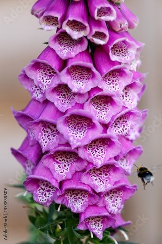Tablou pe pânză Pink purple common foxglove Digitalis purpurea fairy fingers in summer cottage g