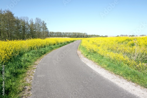 Road in nature reserve The Vlietlanden in Leidschendam, The Netherlands, with colza flowers (rapeseed) in the springtime.