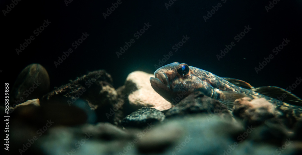 Round goby (Neogobius melanostomus) in an underwater environment, close-up
