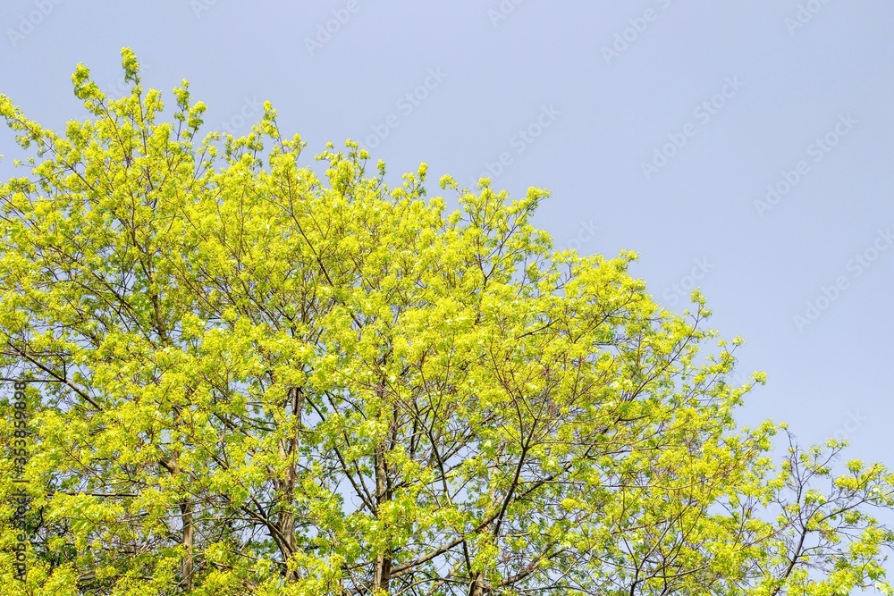 Cornus mas tree in the springtime with text or copy space.