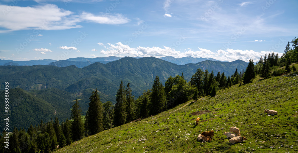 mountain landscape with cows
