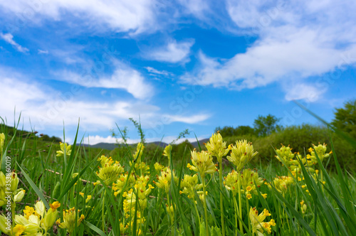 Fotografie Spring flowers Primula veris (cowslip, cowslip primrose)  on a green meadow in mountains