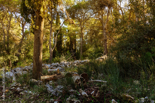 arboles del bosque en oto  o con rayos de luz al atardecer