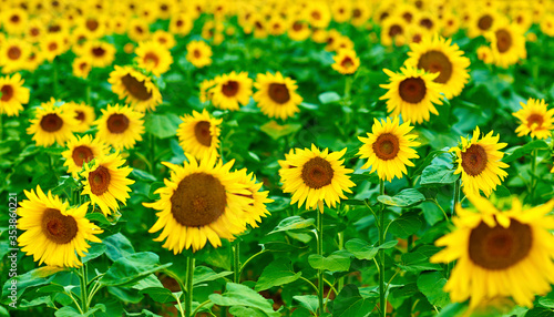 Fototapeta Naklejka Na Ścianę i Meble -  sunflower field in summer