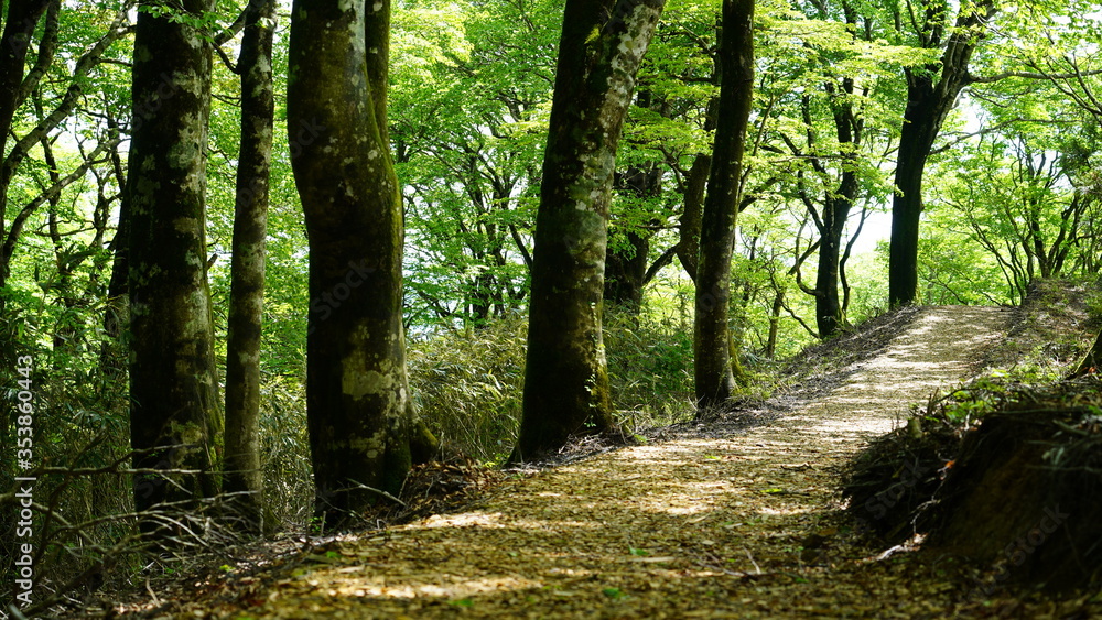 Obraz premium 新緑のイメージ