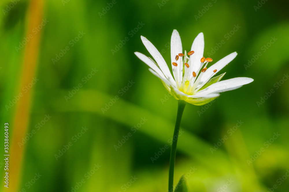 Obraz premium Lesser Stitchwort, Stellaria graminea, a delicate white wild flower