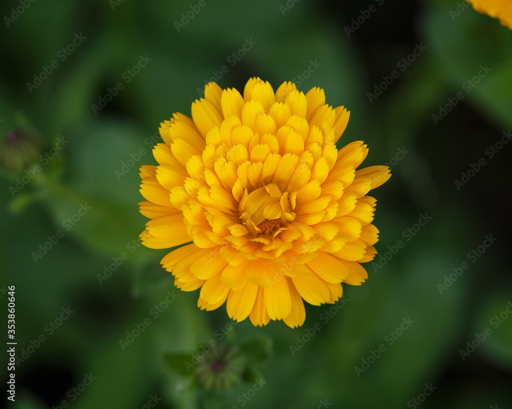 Orange Calendula officinalis Flower in summer garden Orange Calendula officinalis Flower in summer garden