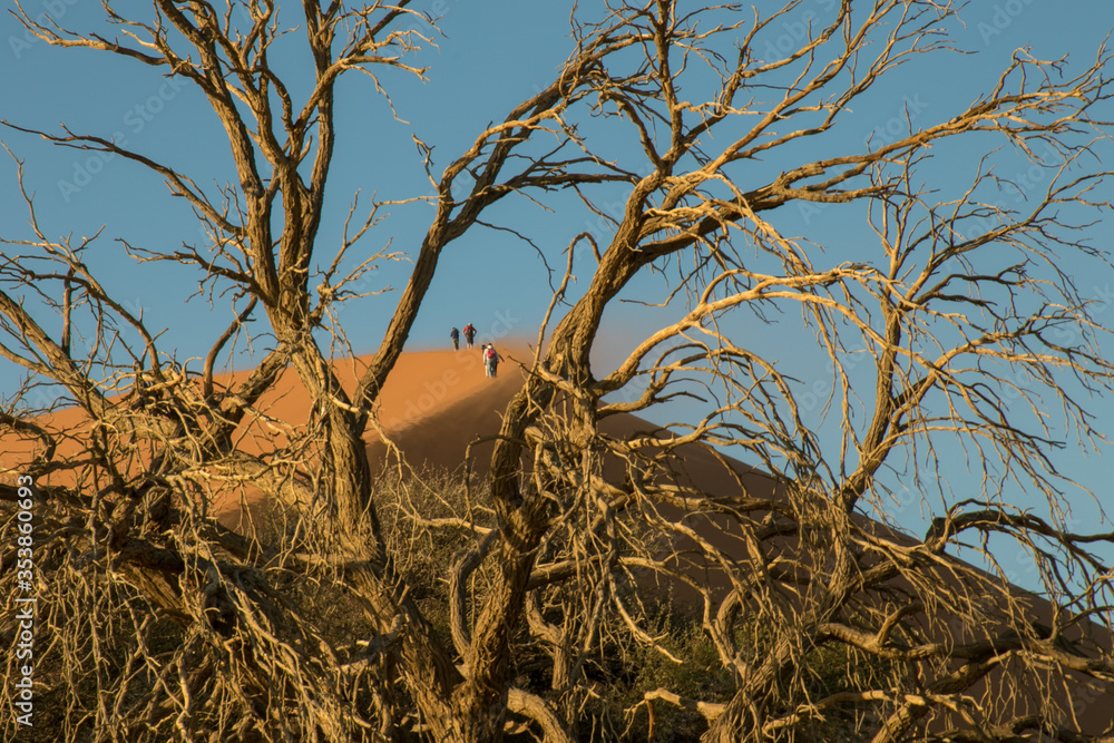 Fototapeta premium View of climbers on sand dune through a dead tree