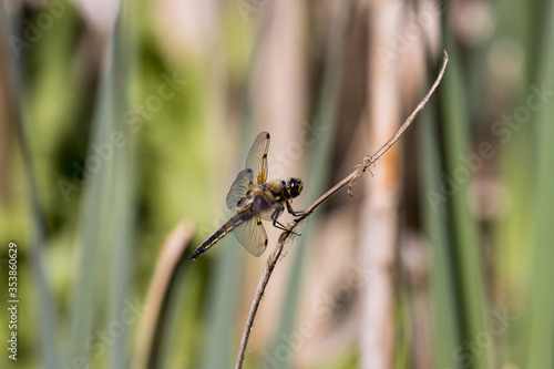 A Four Spotted Chaser dragonfly, Libellula quadrimaculata, perched on a reed © Jenny