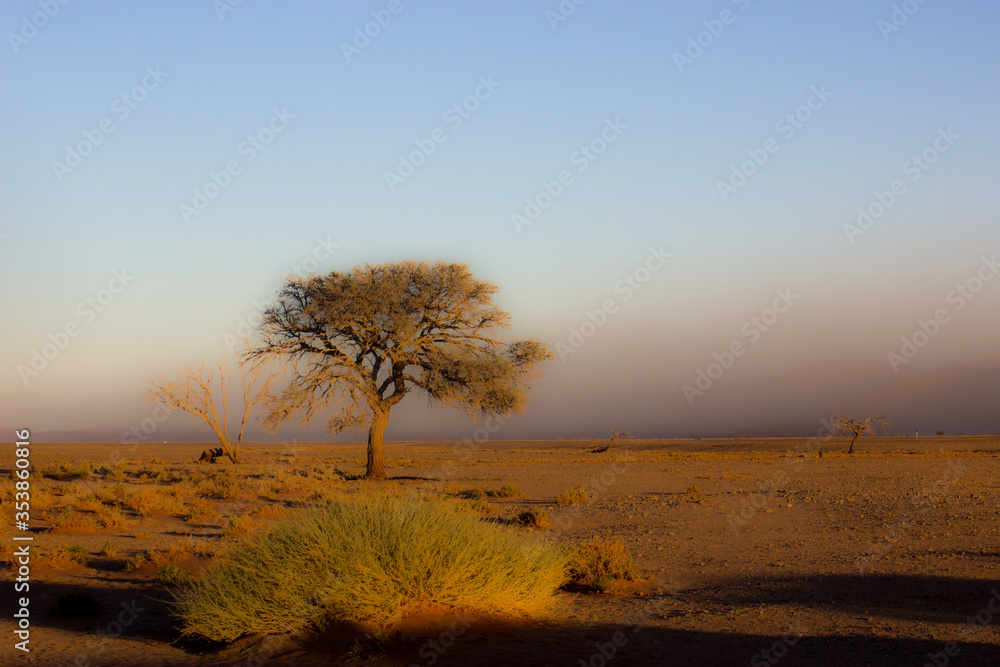 Desert sand storm with thorn tree