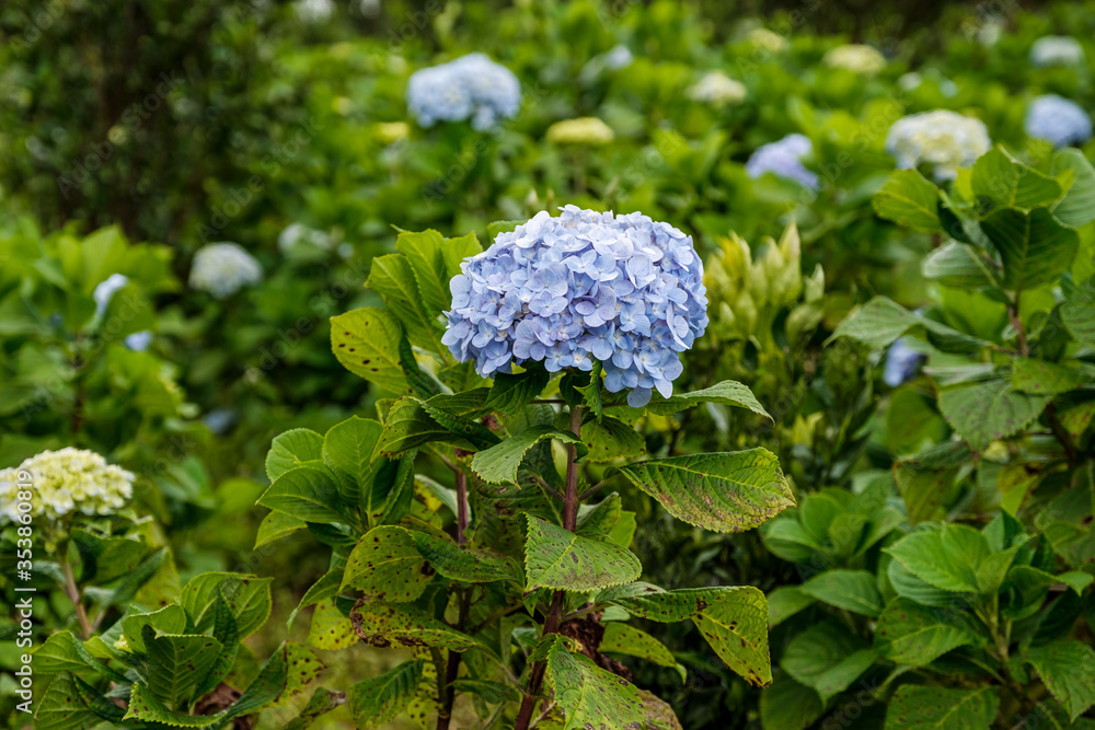 Beautiful white-blue full bloomed Hydrangea macrophylla flowers. Hydrangea grows in a Flower field
Beautiful white-blue full bloomed Hydrangea macrophylla flowers. Hydrangea grows in a Flower field