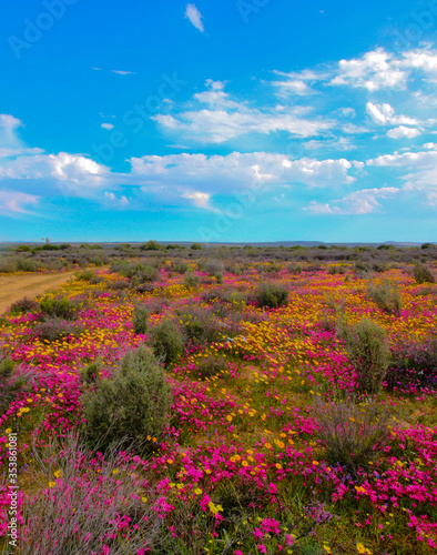 Field of brightly colored wild flowers