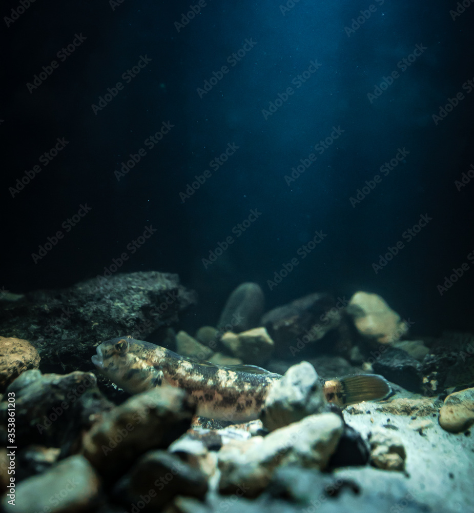 Fototapeta premium Round goby (Neogobius melanostomus) in an underwater environment
