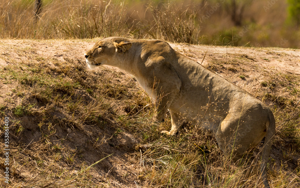 Lioness Crouching
