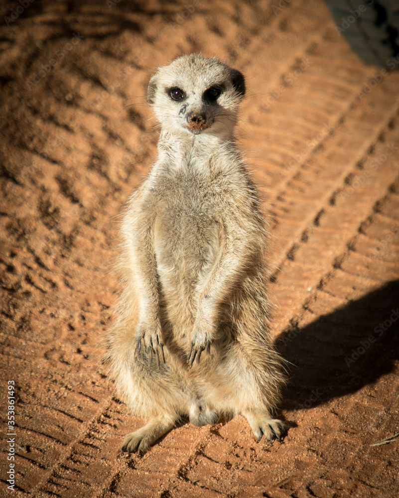 Fototapeta premium Meerkat (mongoose) looks at camera