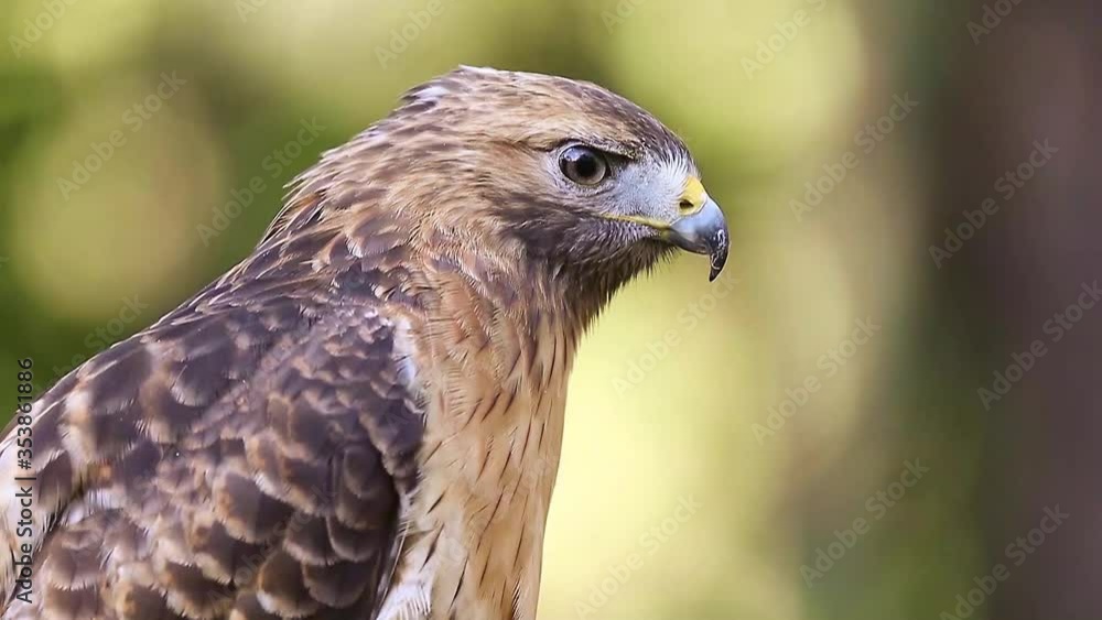 A closeup of a red-shouldered hawk A closeup of a red-shouldered hawk
