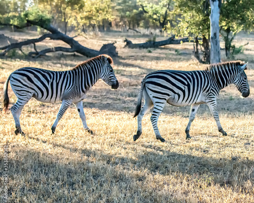 Zebra