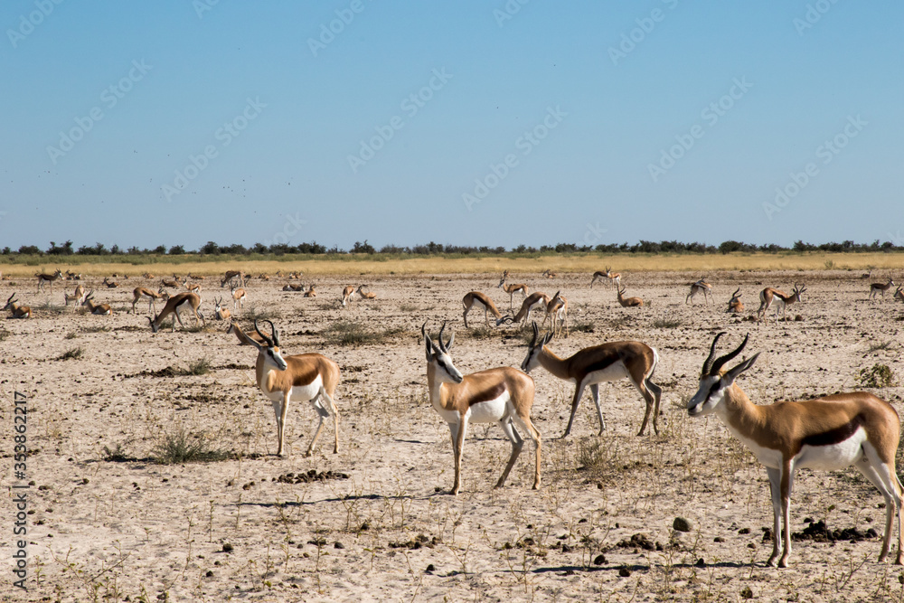 Herd of springbuck in veldt Herd of springbuck in veldt