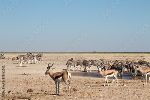 Springbuck and zebra drinking in desert © ann gadd