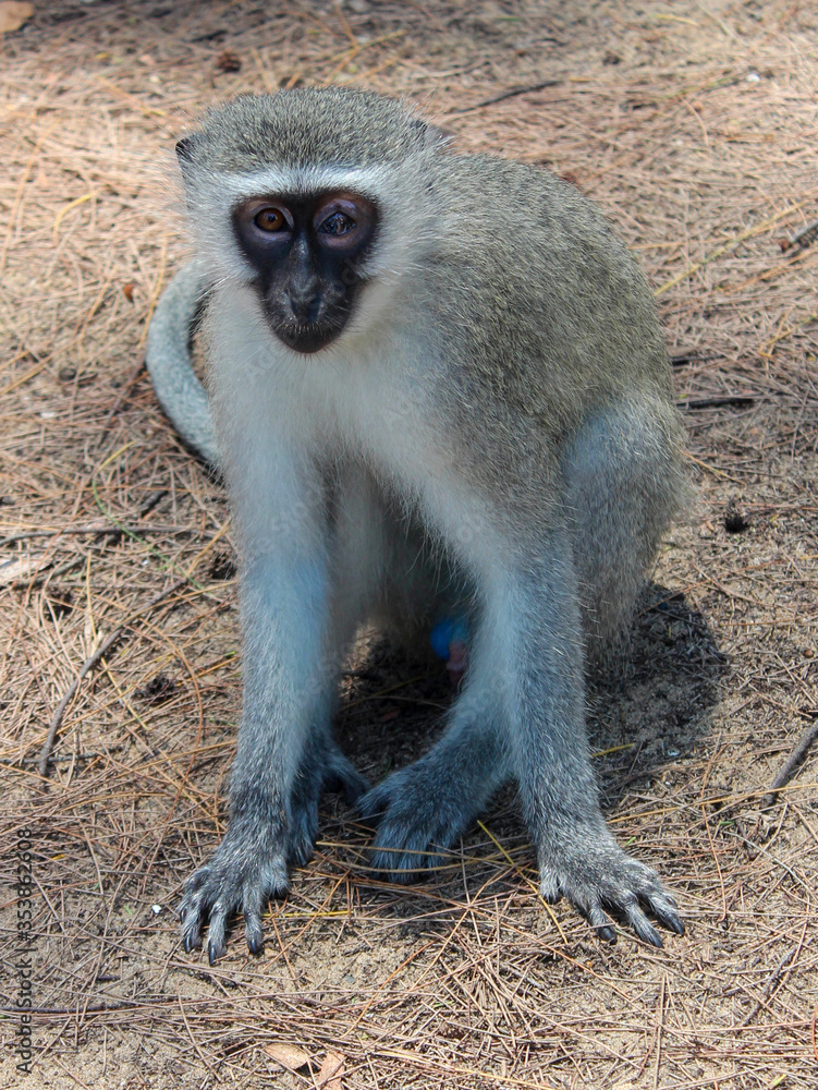 Vervet monkey sitting