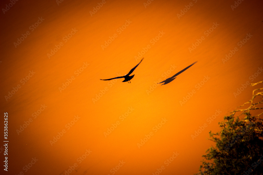 Bird eagle silhouette flying over orange desert sand