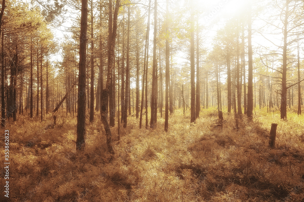 autumn in the coniferous forest landscape, abstract view of the autumn yellow forest, beautiful nature autumn in the coniferous forest landscape, abstract view of the autumn yellow forest, beautiful nature