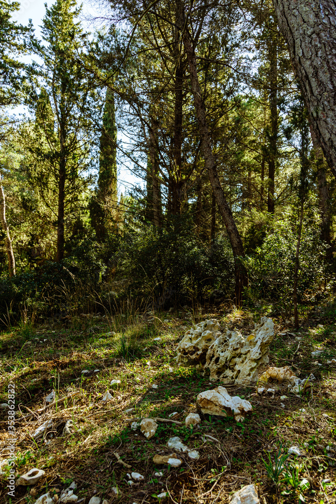Fototapeta premium arboles del bosque en otoño con rayos de luz al atardecer