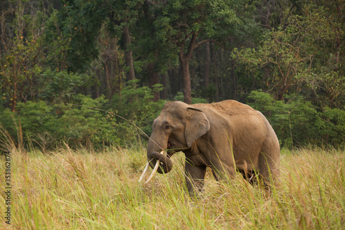 Asiatic elephants eating grasses  Jim Corbett National Park
