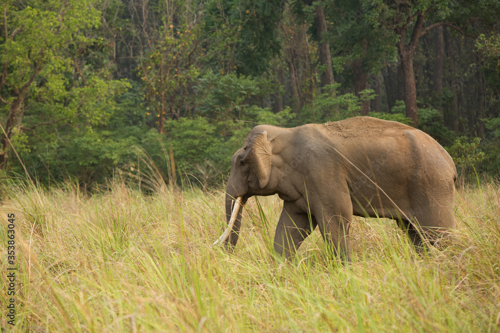 Asiatic elephants, Jim Corbett National Park Asiatic elephants, Jim Corbett National Park