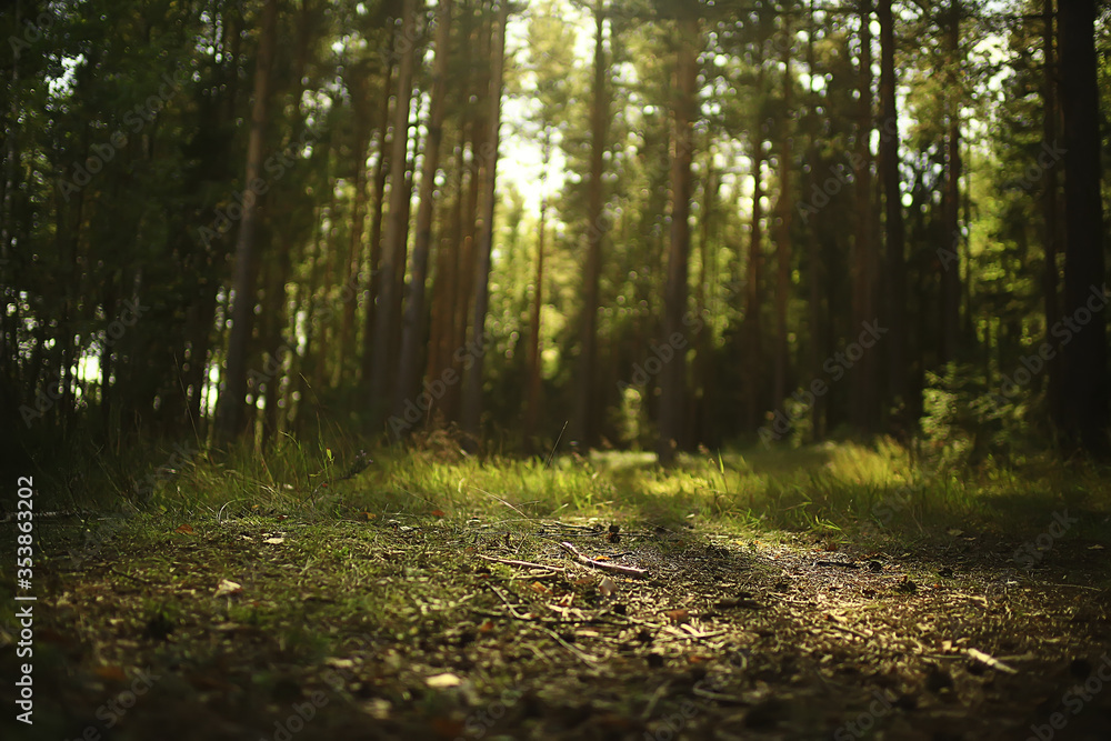 sun rays in coniferous forest, abstract landscape summer forest, beautiful wilderness nature