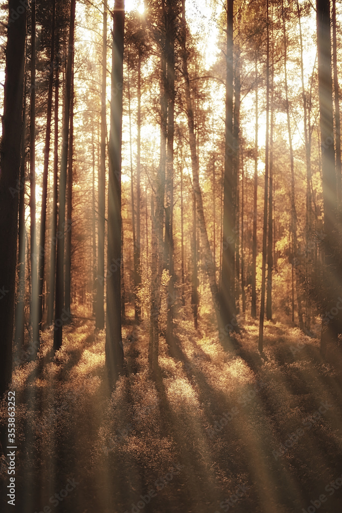 Obraz premium autumn in the coniferous forest landscape, abstract view of the autumn yellow forest, beautiful nature