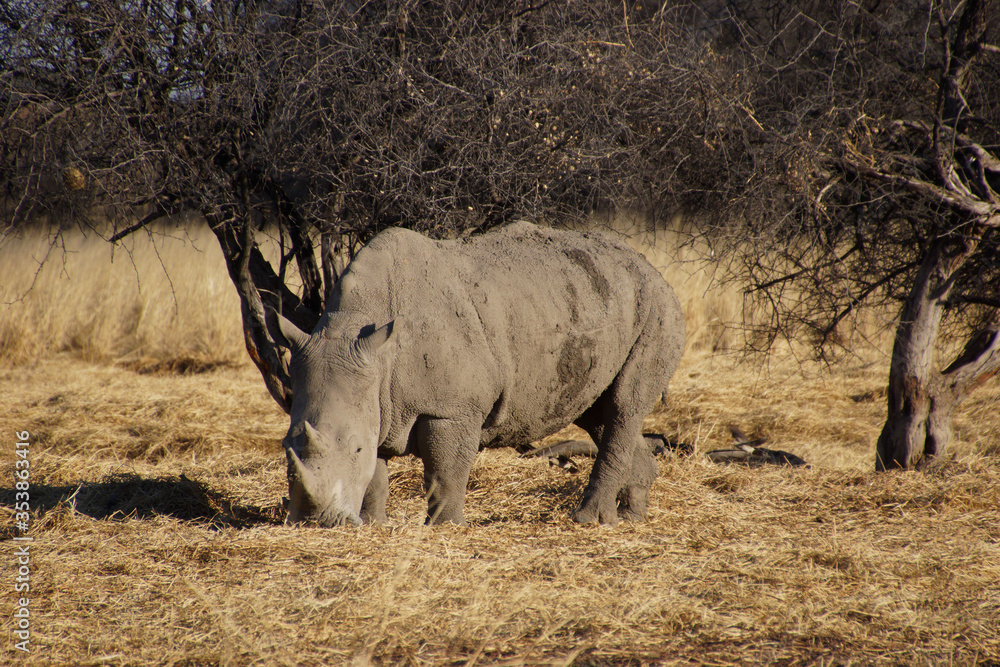 White rhinoceros (Ceratotherium simum) in the Namibian desert close to the Waterberg plateau. White rhinoceros (Ceratotherium simum) in the Namibian desert close to the Waterberg plateau.