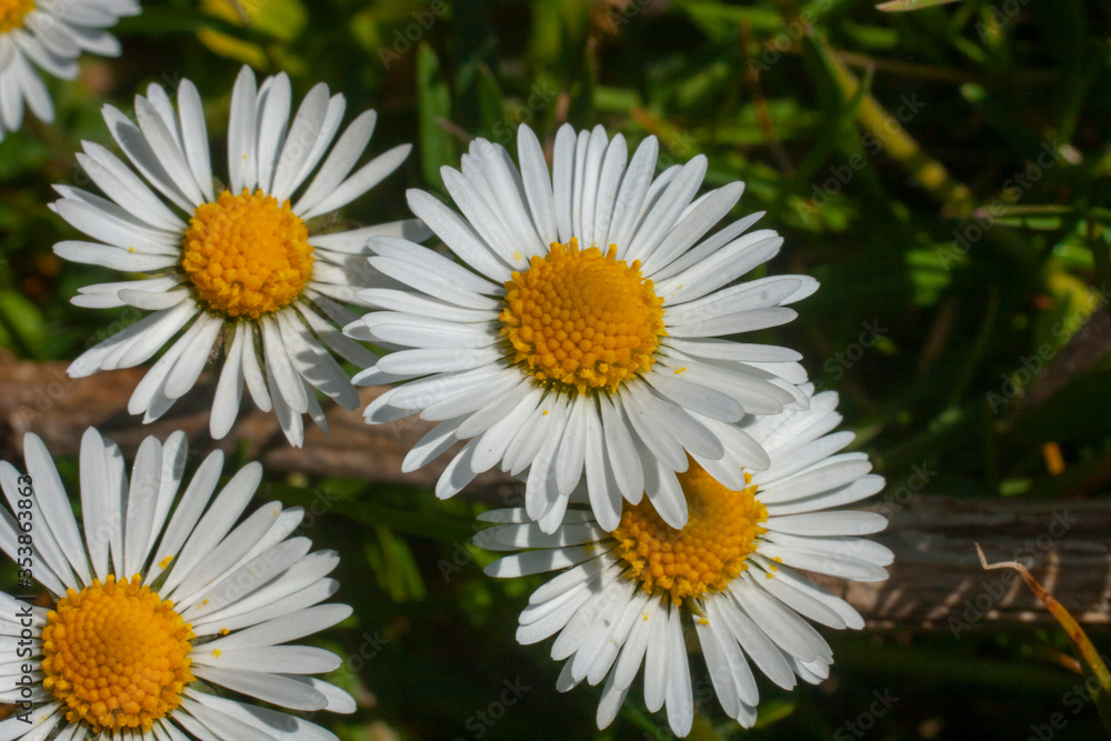Fototapeta premium Three blooming daisies in spring close-up
