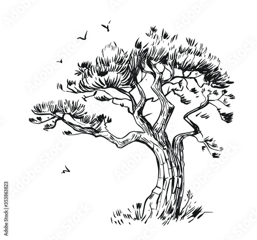 Pine sketch. Hand drawn illustration converted to vector