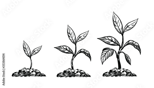Sprout in the ground. growth stages. Vector outline