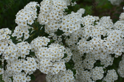 Spring - a flowering white meadowsweet. White small flowers (Thunbergs meadowsweet). photo