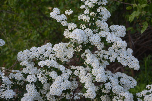 Spring - a flowering white meadowsweet. White small flowers (Thunbergs meadowsweet). photo