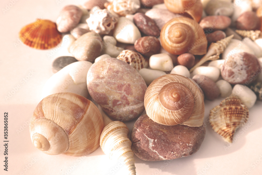 Seashells on the beach close-up, vacation memories. Background for postcards, summer concept.