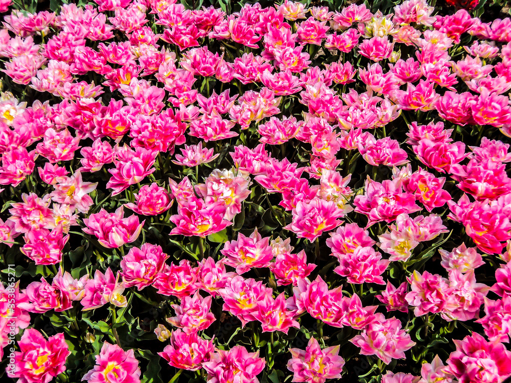 Pink flowers in Keukenhof, The Netherlands. Pink flowers in Keukenhof, The Netherlands.