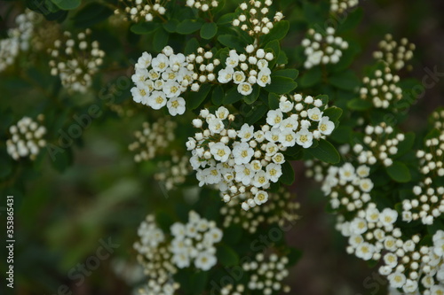 Spring - a flowering white meadowsweet. White small flowers (Thunbergs meadowsweet). photo