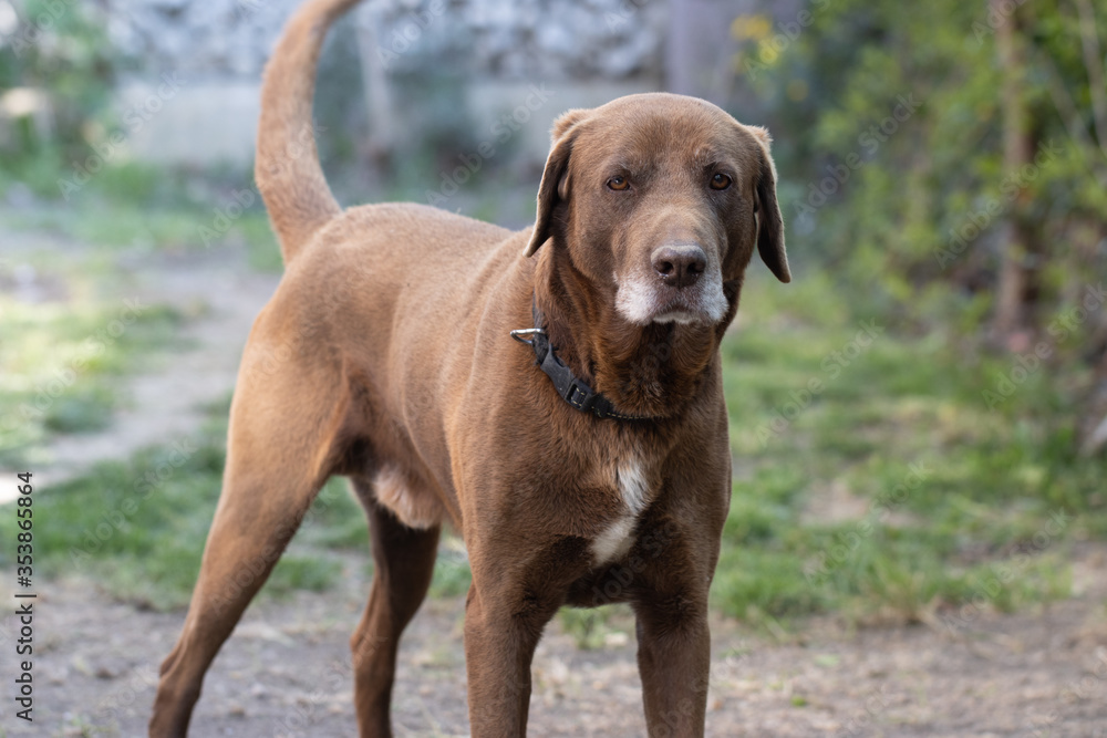 Chocolate Labrador Dog Laying on Grass Outdoors