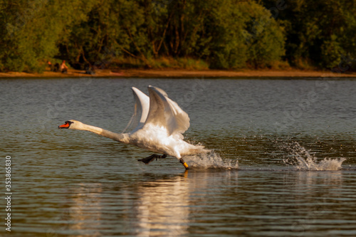 Mute swan flying on Harthill reservoir, Sheffield, U.K. photo