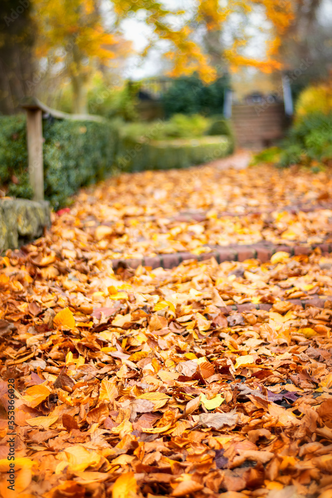 Pedestrian walkway covered with colorful autumn leaves