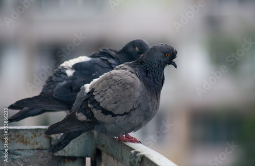 City pigeon sits on a fence in the street