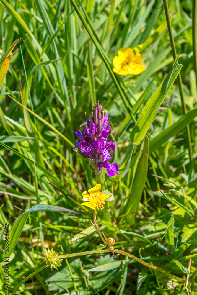The beautiful pink flowers of a narrow leaved marsh orchid in spring in Cornwall The beautiful pink flowers of a narrow leaved marsh orchid in spring in Cornwall