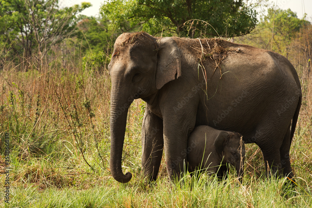 Obraz premium Mother elephant safe guarding her calf, Jim Corbett National Park