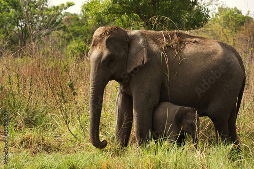 Mother elephant safe guarding her calf  Jim Corbett National Park