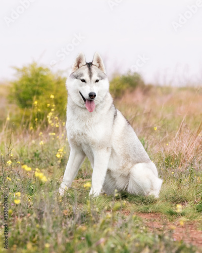 A grey and white Siberian Husky female is sitting in a field in a grass. She has brown eyes and looks forward. There is a lot of greenery  grass  and yellow flowers around her. The sky is grey.