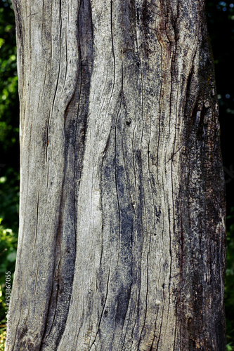 Fototapeta Naklejka Na Ścianę i Meble -  drewno struktura