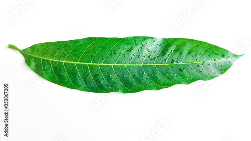 Mango leaf with water drop on white background, Fresh green mango leaves photo